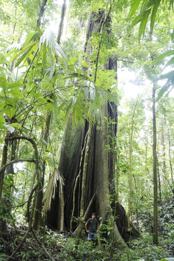Finca Sueno De Osa Puerto Jiménez Kültér fotó
