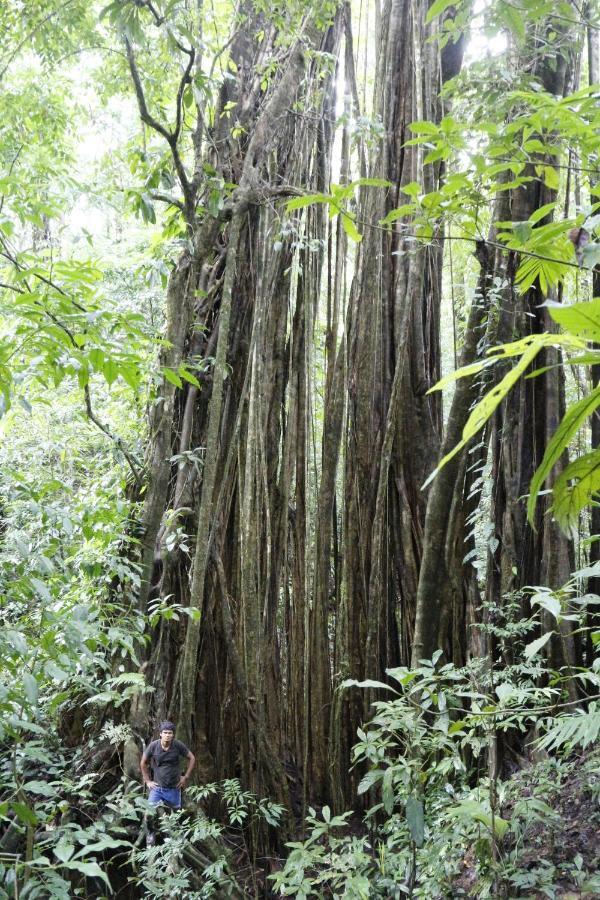 Finca Sueno De Osa Puerto Jiménez Kültér fotó