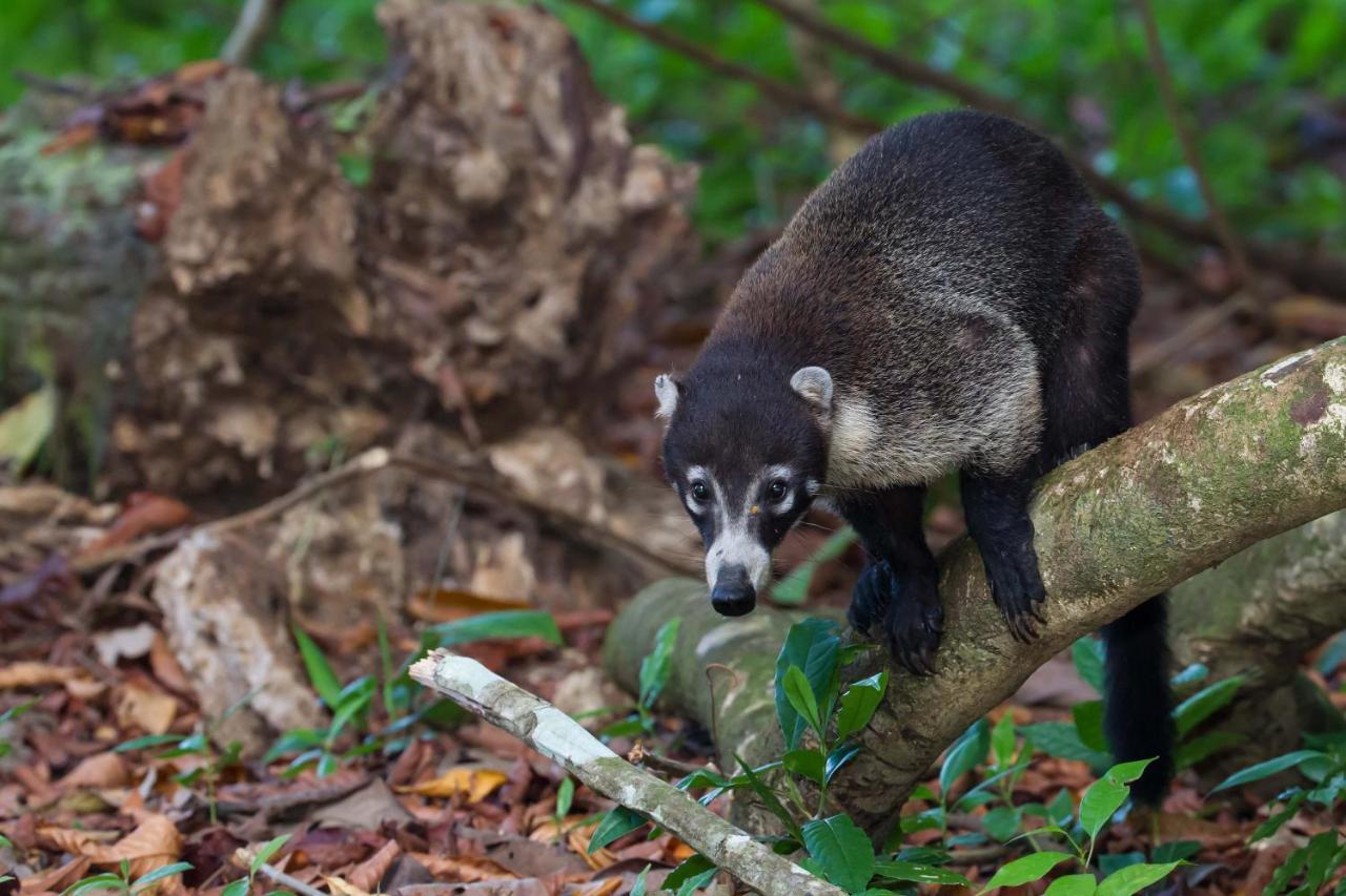 Finca Sueno De Osa Puerto Jiménez Kültér fotó