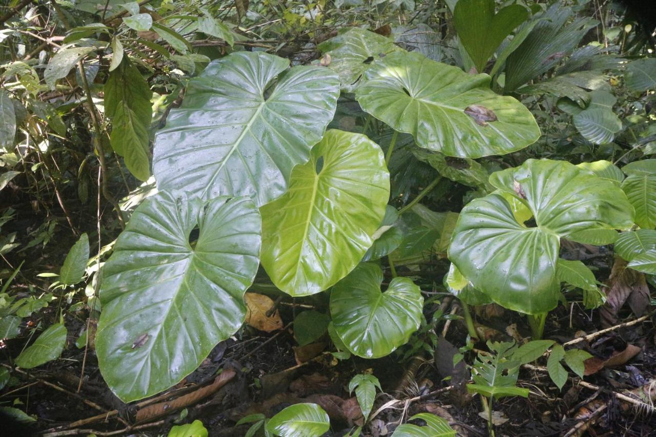 Finca Sueno De Osa Puerto Jiménez Kültér fotó