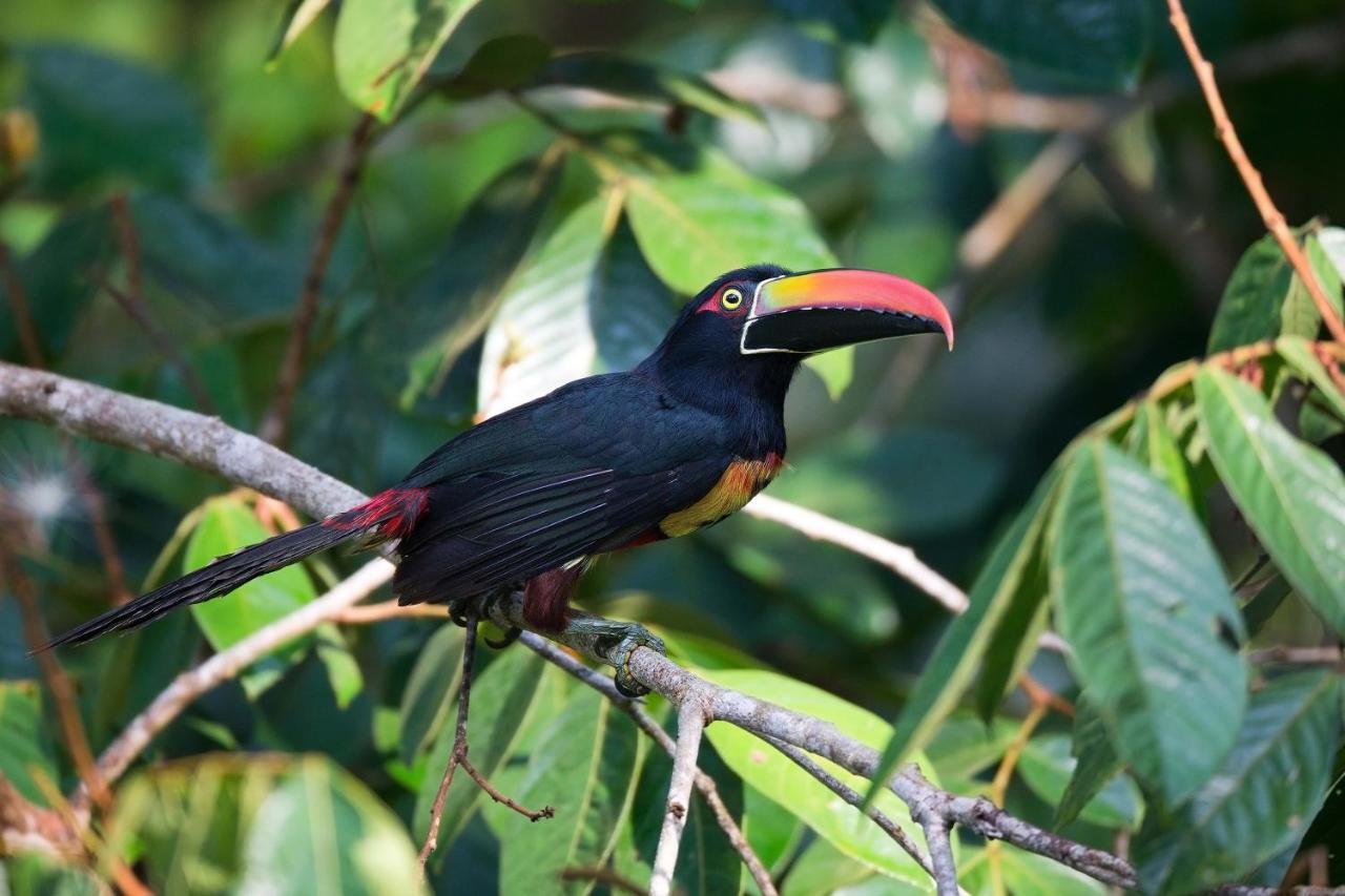 Finca Sueno De Osa Puerto Jiménez Kültér fotó