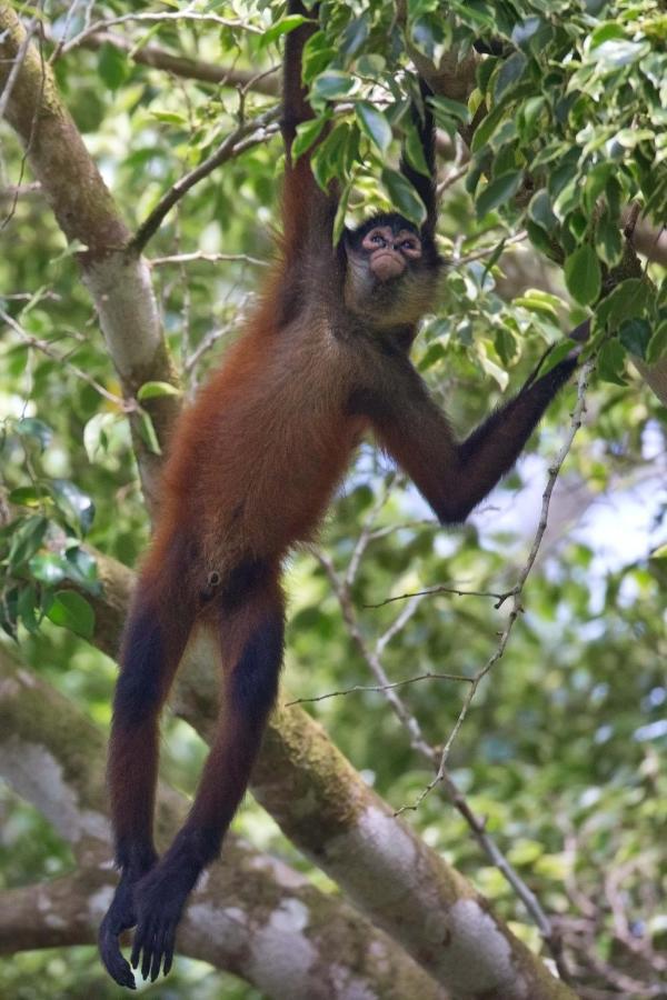 Finca Sueno De Osa Puerto Jiménez Kültér fotó